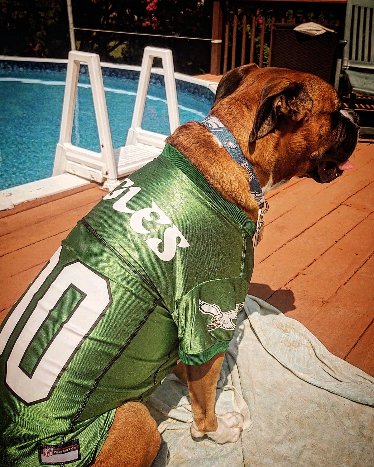 Football Jersey Philadelphia Eagles Dog Clothes Eagles Kelly Green