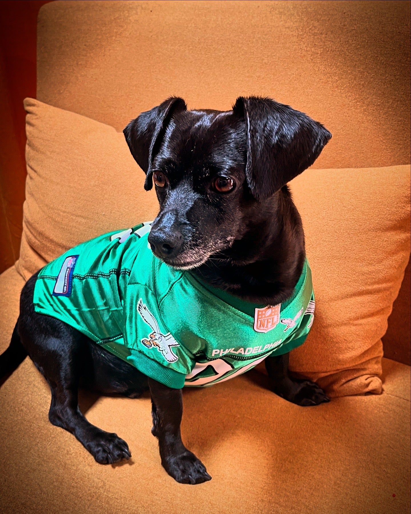 Eagles Kelly Green Dog Jersey